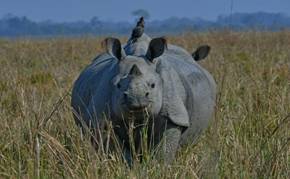Rhinoceros in Kaziranga 1
