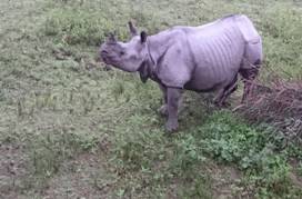 Rhinoceros in Kaziranga 2