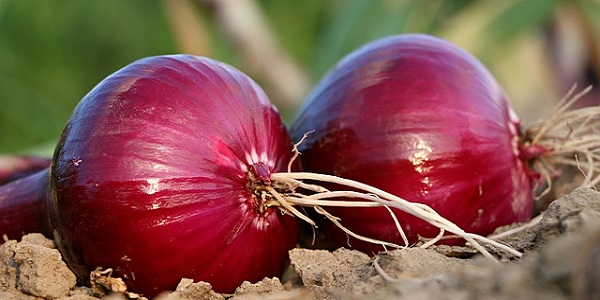 Govt. imposes MEP of US$ 850 F.O.B. per Metric Ton on Onion till 31.12.2017