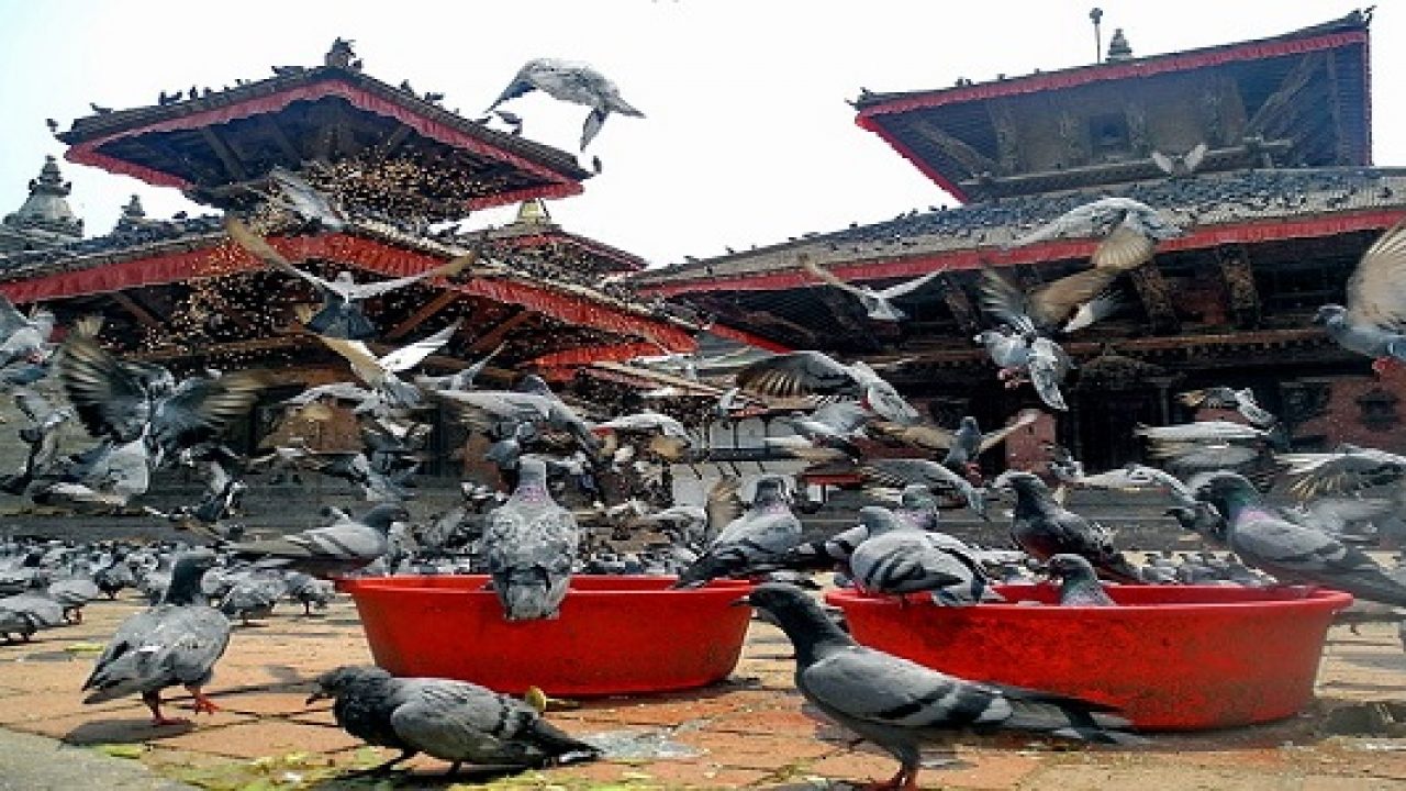 Pigeon Feeding Legal Financial Health Modalities Taxguru