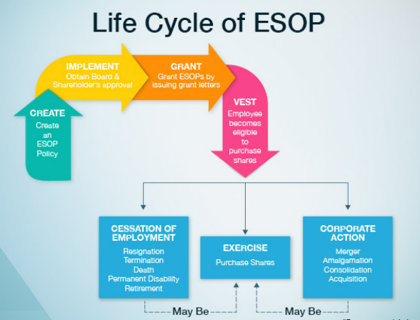 Life Cycle of ESOP