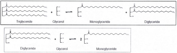 Glycerol molecules to produce monoglycerides