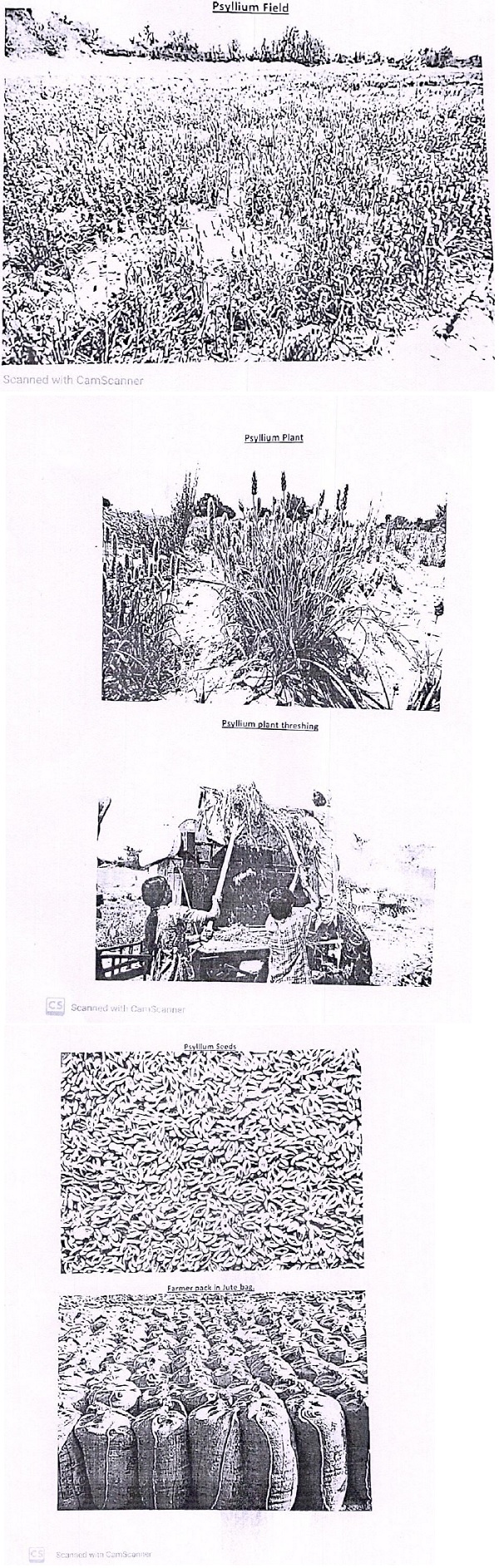 Images of the processes followed for obtaining Psyllium seeds